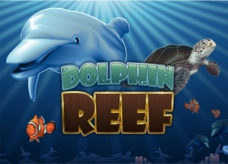 dolphin reef