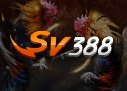sv388